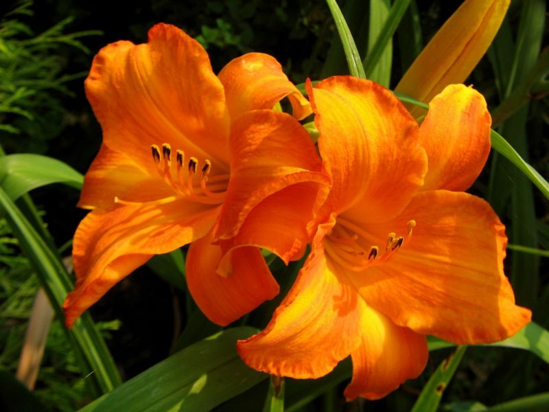 File:Day Lilies-7923.jpg