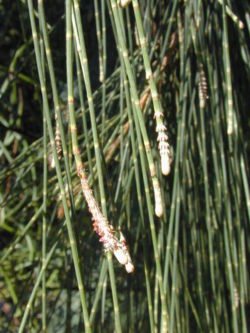 Casuarina equisetifolia stems and leaves