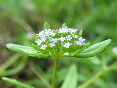 Valerianella locusta