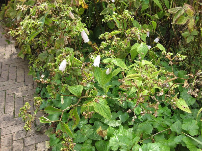 File:IMG 0835 bbg09.jpg