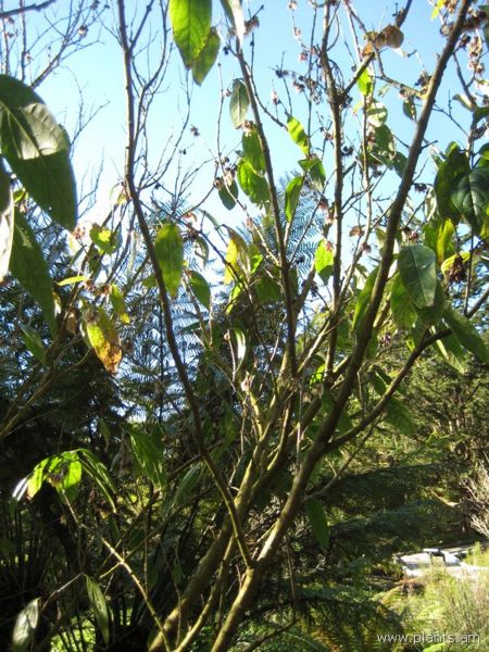 File:Chimonanthus praecox-IMG 6992 sfbg0308.jpg