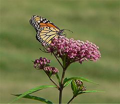 Swamp Milkweed