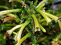 Erica bucciniiformis