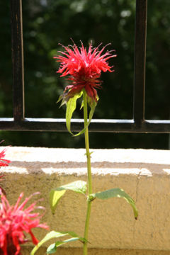 Monarda didyma