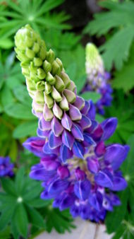 Young Perennial Lupin (Lupinus perennis)