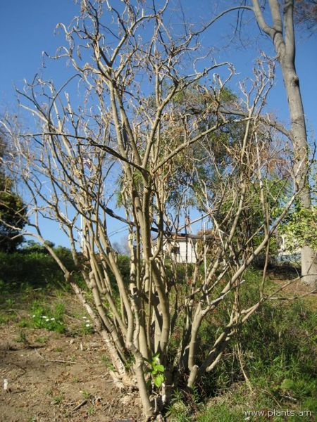 File:Brugmansia-frosty pink-IMG 0997 hunt07.jpg