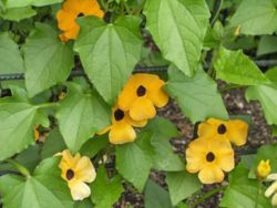 Flowers of Thunbergia alata