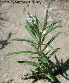 Narrow-leafed Vervain (Verbena simplex)