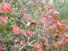 Seagrape bush (Coccoloba uvifera)