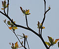 branches with new leaves and flower spikes in Kolkata, West Bengal, India.