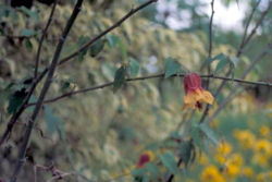 Abutilon megapotamicum