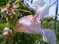 Himalayan Balsam