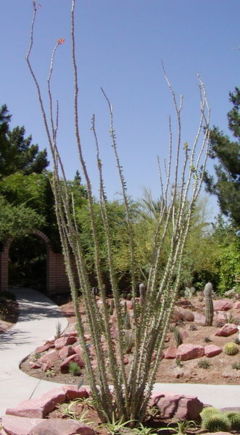 Fouquieria splendens (Ocotillo)