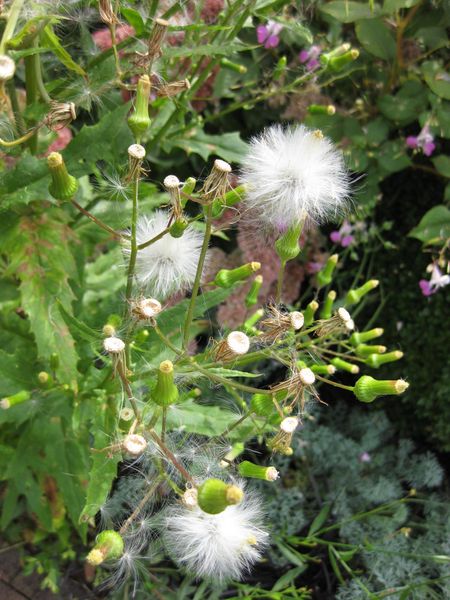 File:IMG 0866 bbg09.jpg