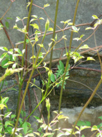 Clematis marmoria
