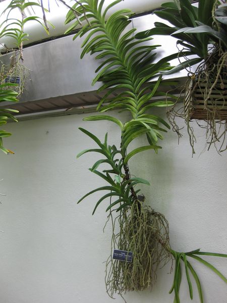 File:IMG 1000 bbg09.jpg