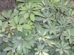 Schefflera arboricola