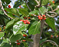 leaf & ripe figs in Hyderabad, India.