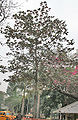 tree in Kolkata, West Bengal, India.
