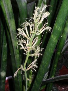 Sansevieria trifasciata in flower