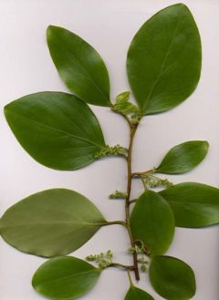 Griselinia littoralis foliage and flowers
