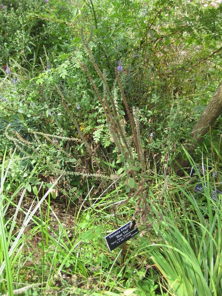 File:IMG 0840 bbg09.jpg