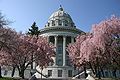 A Flowering Dogwood with the Missouri State Capitol in the background
