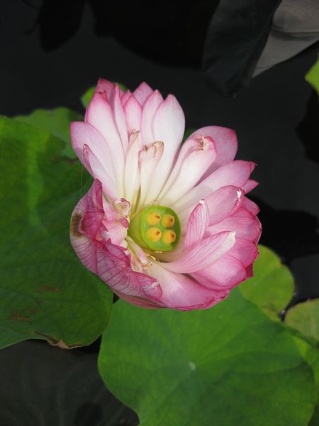 File:IMG 0808 bbg09.jpg