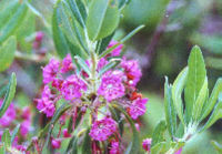 Kalmia angustifolia