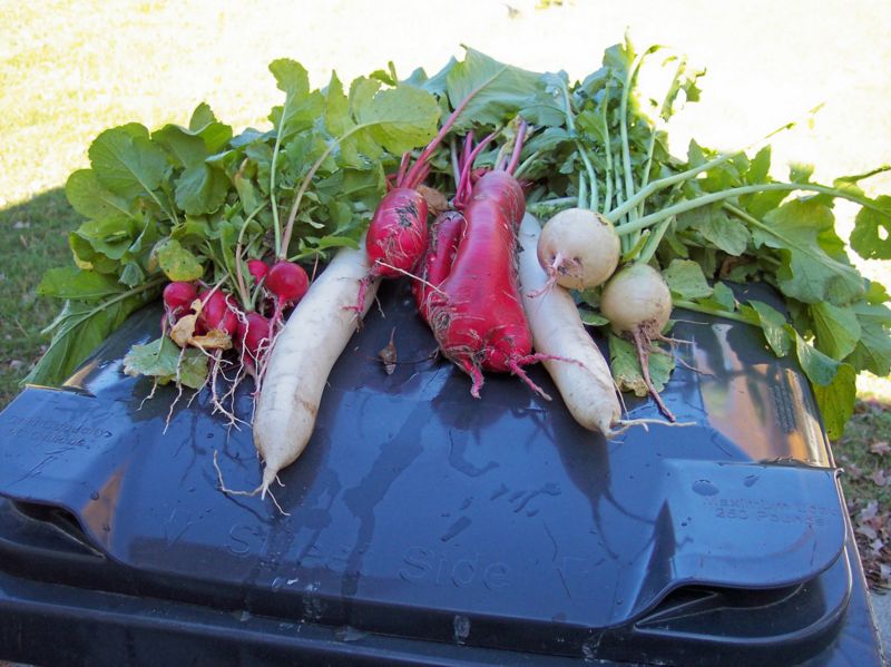 File:November Radish.jpg