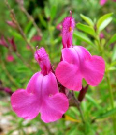 Salvia greggii 'Coronado Pink'