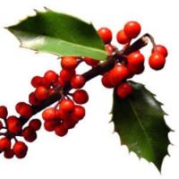 European Holly (Ilex aquifolium)