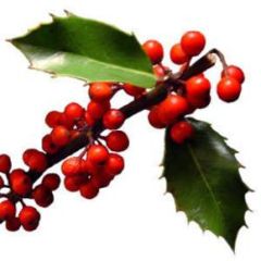 European Holly (Ilex aquifolium)