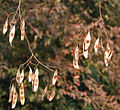 Dalbergia lanceolaria‎: Pods in Kolkata, West Bengal, India.
