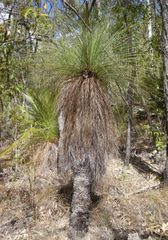 Xanthorhoea latifolia