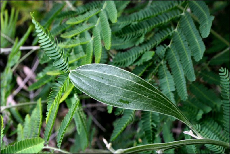 File:Acacia melanoxylon c.jpg