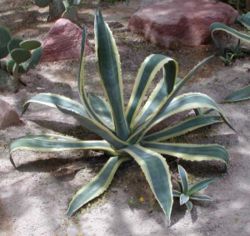 Agave americana (Century Plant)