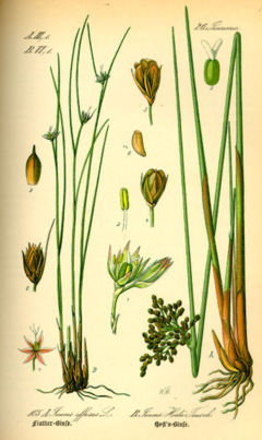 Juncus hostii from Thomé, Flora von Deutschland, Österreich und der Schweiz 1885