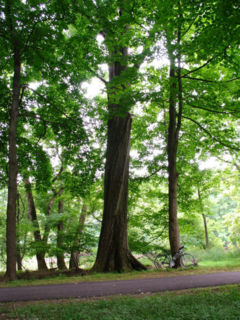 A large Northern Red Oak in New Jersey