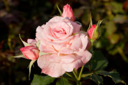 Bridal Pink, Hybrid Tea Rose, Morwell Rose Garden