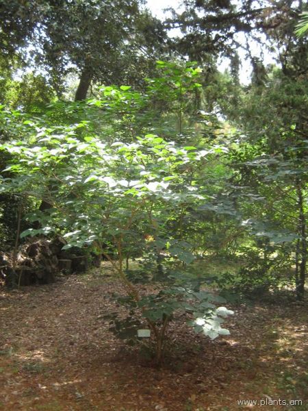 File:Cercis canadensis-IMG 3084 lokrun.jpg