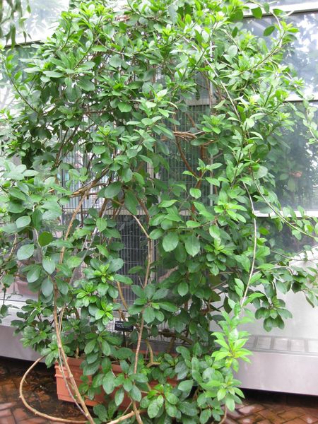 File:IMG 0978 bbg09.jpg