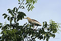 Leaves & Pond Heron