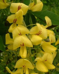 Common Laburnum - flowers