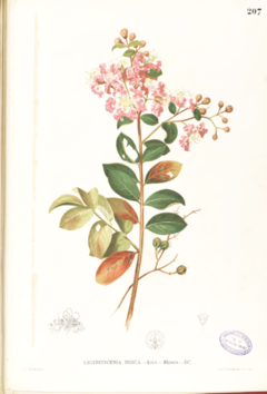 Lagerstroemia indica