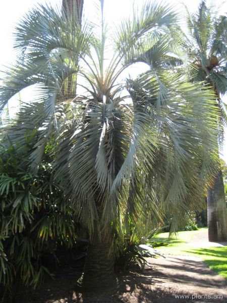 File:Butia capitata-IMG 0271 hunt07.jpg