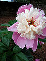 Unknown cultivar of Peony
