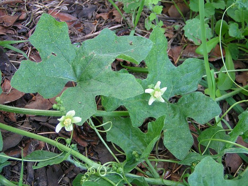 File:White bryony male 800.jpg
