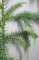 1 year old Cryptomeria, trunk, shoot