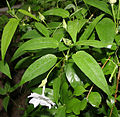 Thunbergia fragrans in Hyderabad, India.
